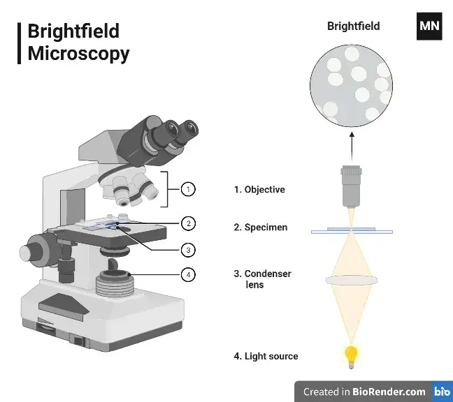 Bright-field Microscope