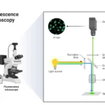 Fluorescence microscope diagram