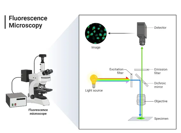 Fluorescence microscope diagram
