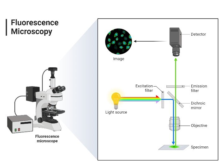 Fluorescent Microscope
