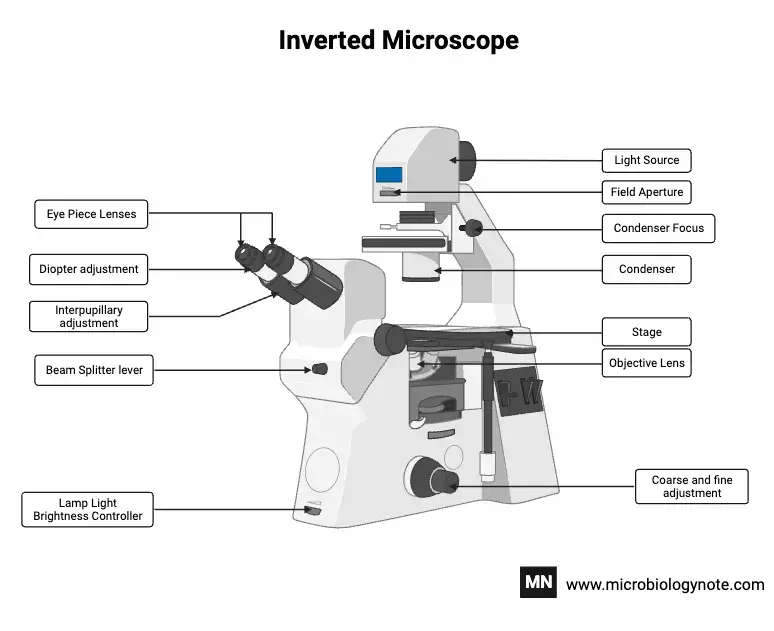 Inverted Fluorescent Microscope