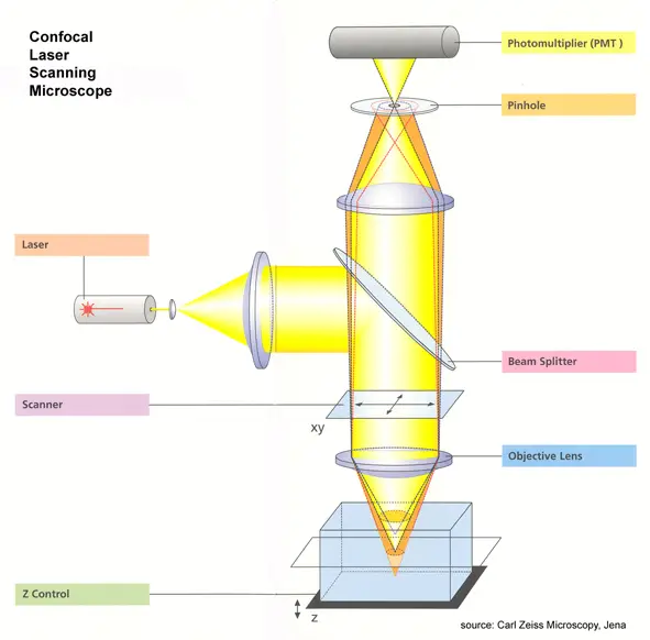 Mechanism of Confocal Microscope – How does a confocal microscope work?