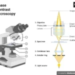 Phase-contrast Microscope