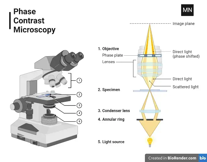 Phase-contrast Microscope