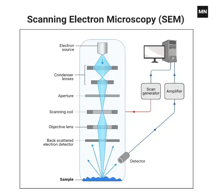Scanning Electron Microscope