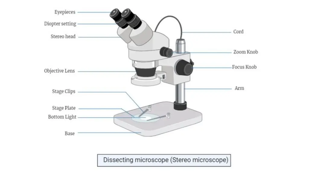 Dissecting Microscope Parts (Parts of Stereo microscope)