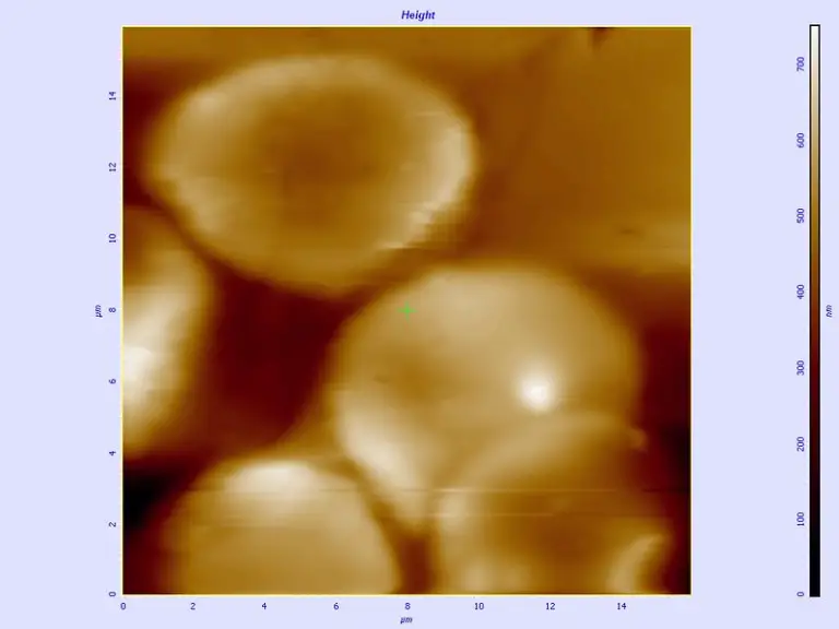 Atomic force microscope pictures/atomic force microscope images – Blood Cells, This was imaged with an Atomic Force Microscope.