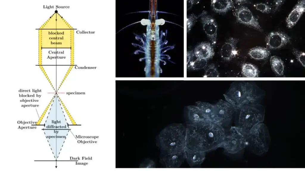 Dark-Field Microscope