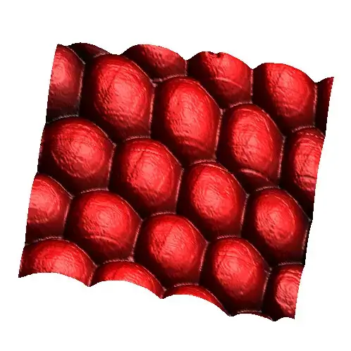 Atomic force microscope pictures/atomic force microscope images – Eye of Musca domestica – AFM